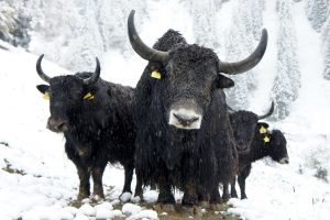 stop shaving the yak overthinking